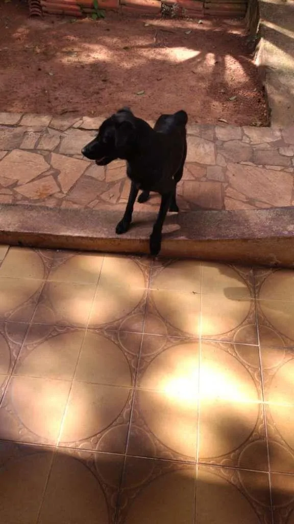 Cachorro ra a SRD-ViraLata idade 1 ano nome Preta