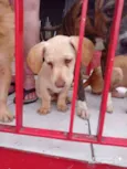 Cachorro raça SRD idade 2 a 6 meses nome Taz