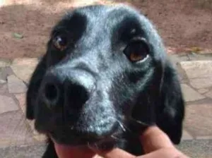 Cachorro raça SRD-ViraLata idade 1 ano nome Preta