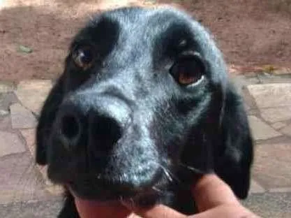 Cachorro ra a SRD-ViraLata idade 1 ano nome Preta