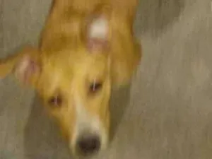 Cachorro raça Pit bull idade  nome Sendy