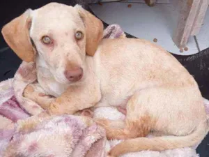 Cachorro raça SRD idade 2 a 6 meses nome Taz