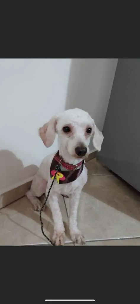 Cachorro raça Poodle idade 2 anos nome Não tem 