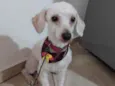 Não tem 