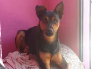 Cachorro raça Misturado rottweiler e pastor  idade  nome Beck