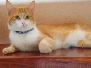 Gato raça Srd idade 2 anos nome Não sei o nome