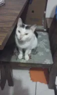 Guita
