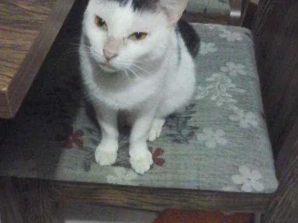 Gato ra a Vira-lata idade 2 anos nome Guita