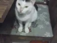 Guita