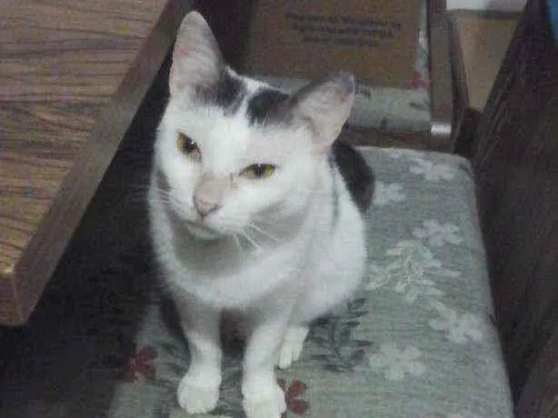 Gato ra a Vira-lata idade 2 anos nome Guita