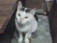 Guita