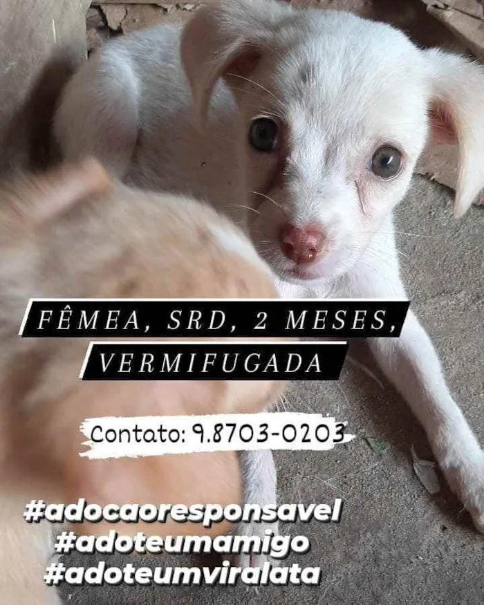 Cachorro ra a sem raça definida idade 2 a 6 meses nome lindinha