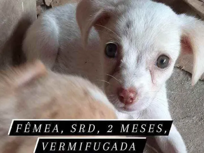 Cachorro ra a sem raça definida idade 2 a 6 meses nome lindinha