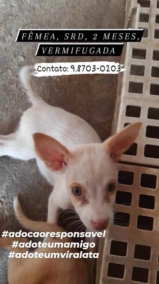 Cachorro ra a sem raça definida idade 2 a 6 meses nome florzinha