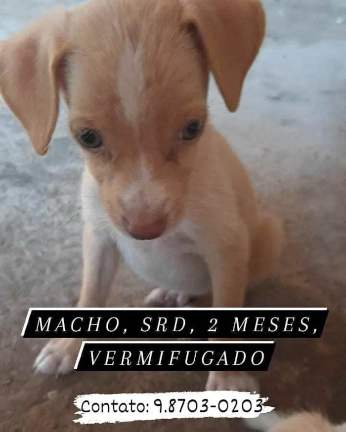 Cachorro ra a sem raça definida idade 2 a 6 meses nome duque