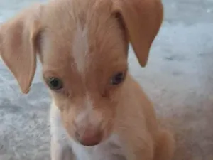 Cachorro raça sem raça definida idade 2 a 6 meses nome duque