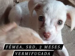 Cachorro raça sem raça definida idade 2 a 6 meses nome lindinha