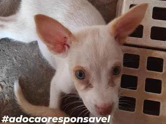 Cachorro ra a sem raça definida idade 2 a 6 meses nome florzinha