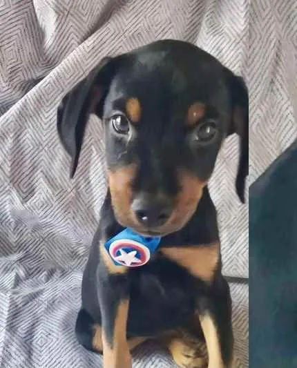 Cachorro ra a Mestiço  idade 2 a 6 meses nome Eros 