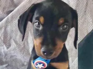 Cachorro raça Mestiço  idade 2 a 6 meses nome Eros 