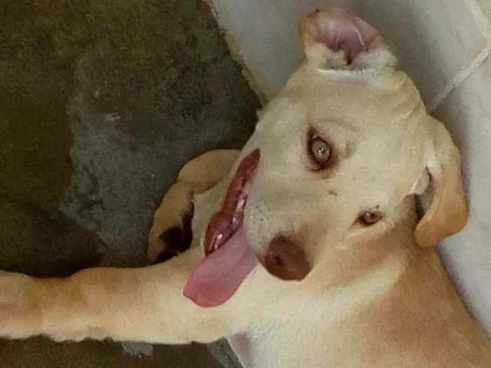 Cachorro raça SRD idade 2 a 6 meses nome Totó