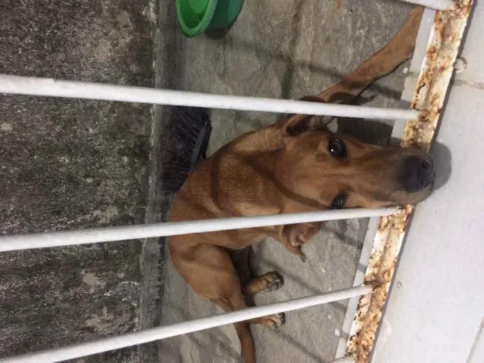 Cachorro raça Vira lata idade 7 a 11 meses nome Mel