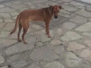Cachorro raça Vira lata idade 7 a 11 meses nome Mel