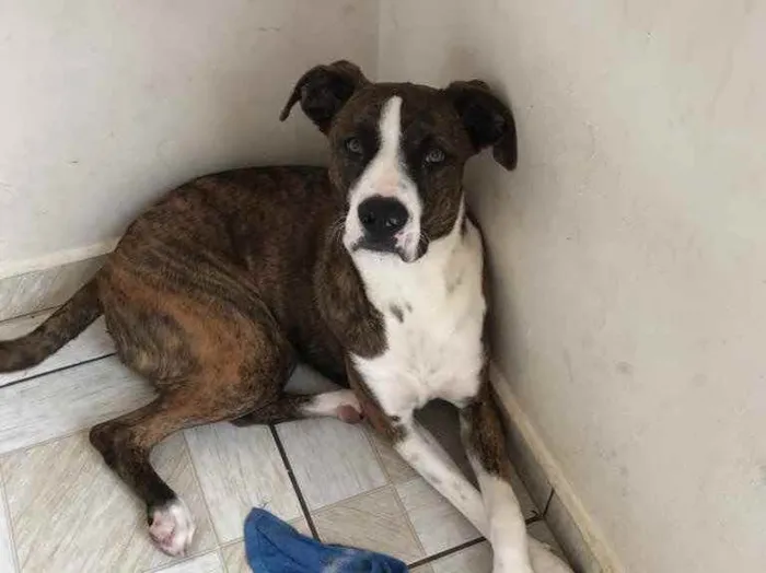 Cachorro raça Indefinida  idade 7 a 11 meses nome Zeus 