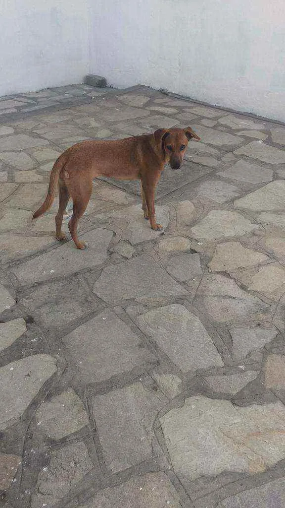 Cachorro raça Vira lata idade 7 a 11 meses nome Mel