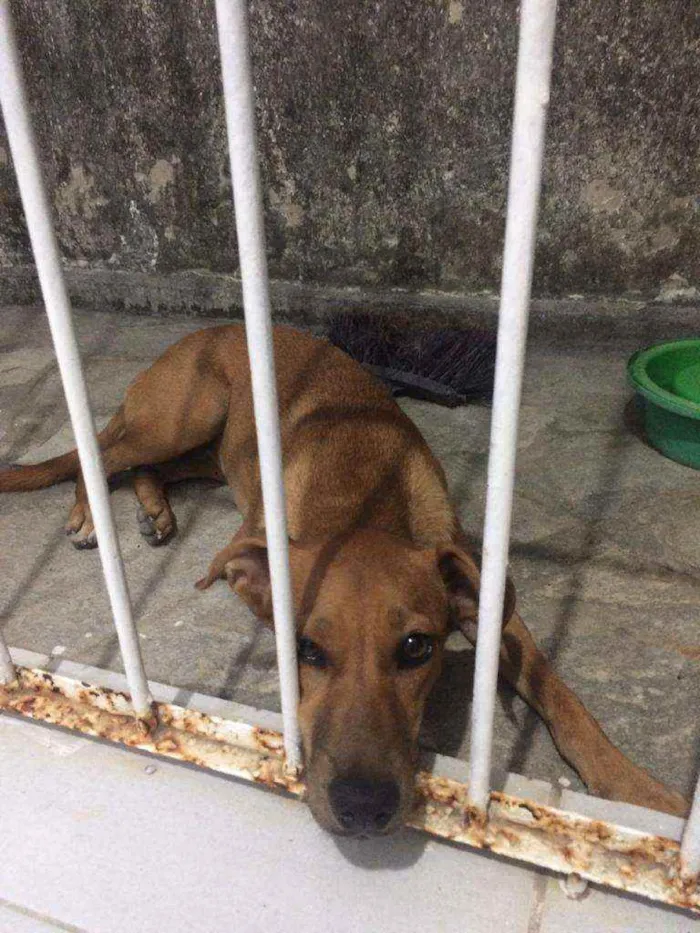 Cachorro raça Vira lata idade 7 a 11 meses nome Mel
