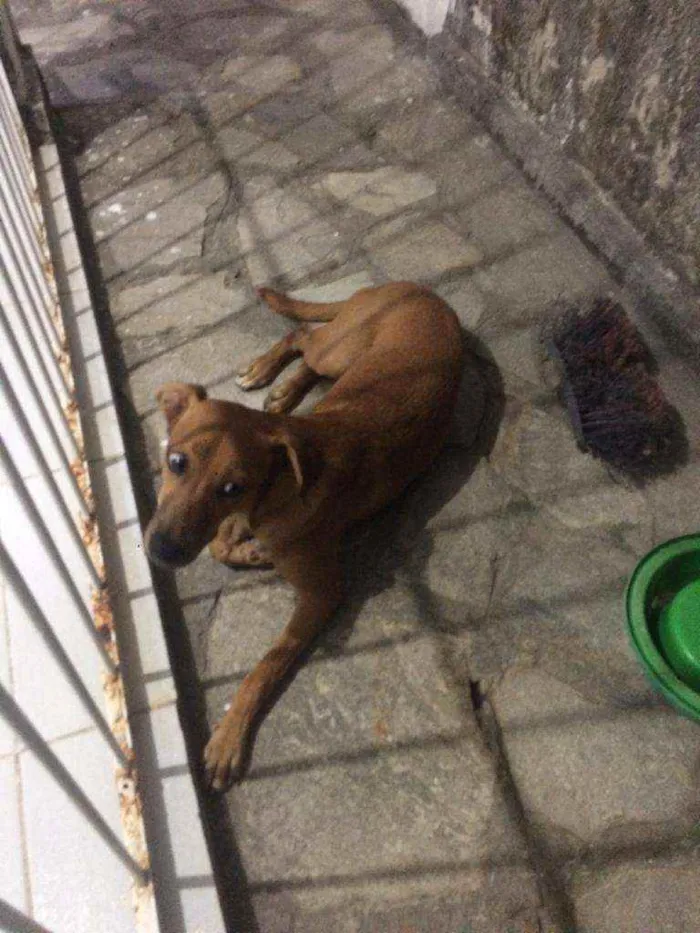 Cachorro raça Vira lata idade 7 a 11 meses nome Mel