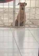 Cachorro raça Vira lata idade 7 a 11 meses nome Mel