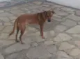Mel