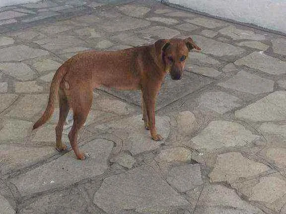 Cachorro raça Vira lata idade 7 a 11 meses nome Mel