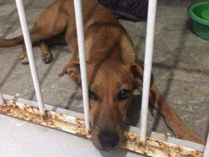 Cachorro raça Vira lata idade 7 a 11 meses nome Mel