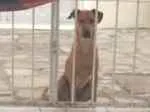 Cachorro raça Vira lata idade 7 a 11 meses nome Mel