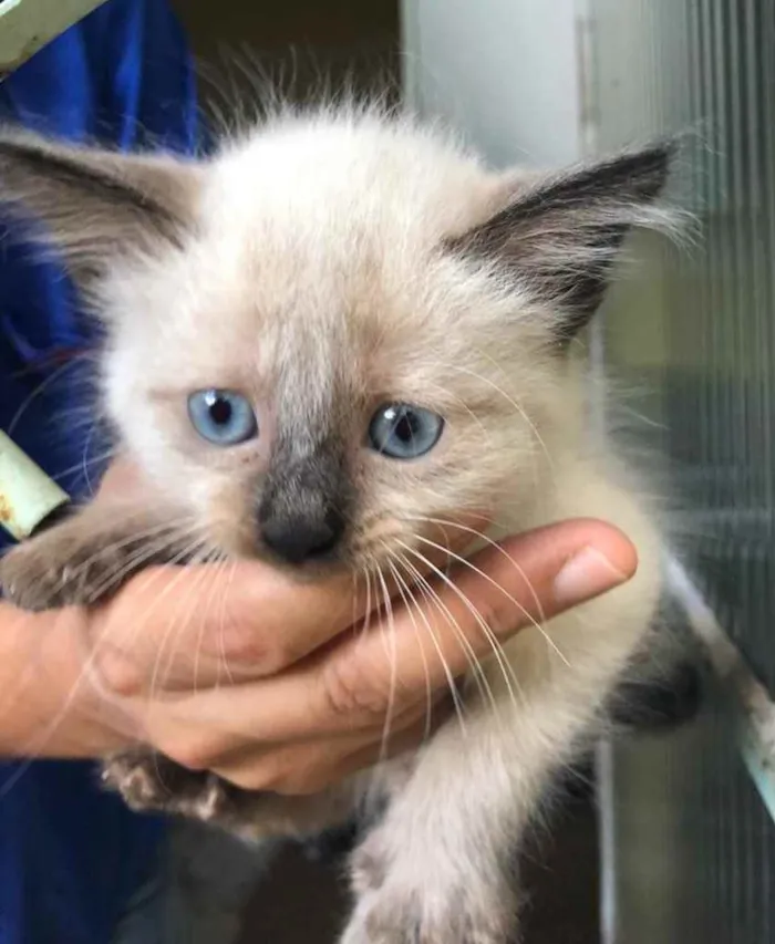 Gato ra a Gato idade Abaixo de 2 meses nome 7 gatinhos 