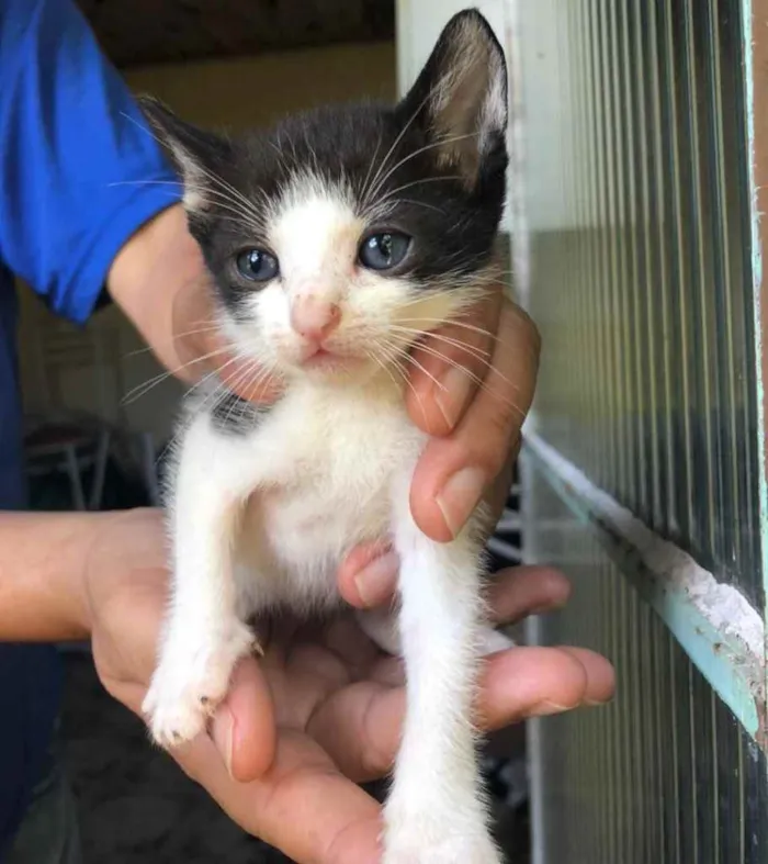 Gato ra a Gato idade Abaixo de 2 meses nome 7 gatinhos 