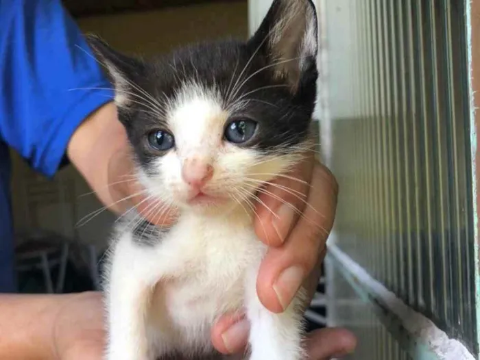 Gato ra a Gato idade Abaixo de 2 meses nome 7 gatinhos 