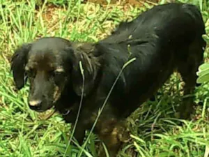 Cachorro raça SRD idade 7 a 11 meses nome Charlie 