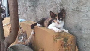 Gato raça  idade 1 ano nome margarida, cinza, ra
