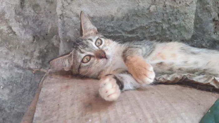 Gato ra a  idade 1 ano nome margarida, cinza, ra