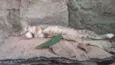 margarida, cinza, ra