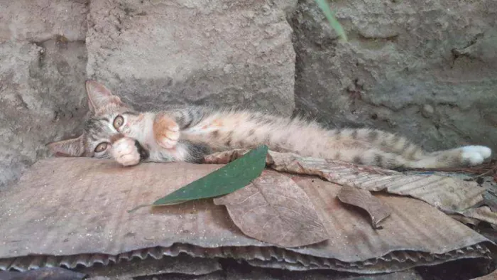 Gato ra a  idade 1 ano nome margarida, cinza, ra