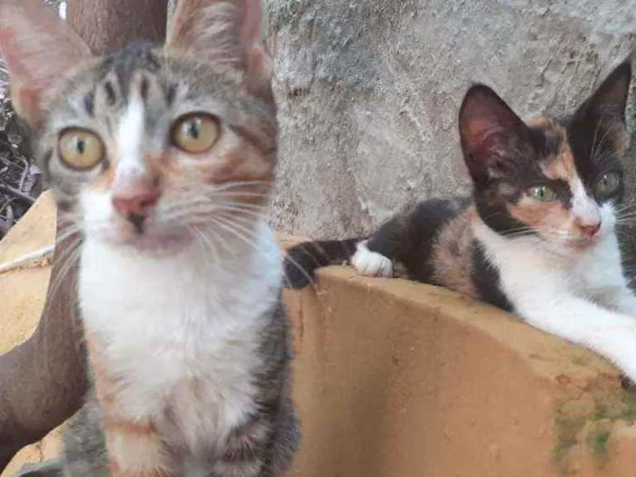 Gato ra a  idade 1 ano nome margarida, cinza, ra