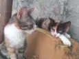 margarida, cinza, ra