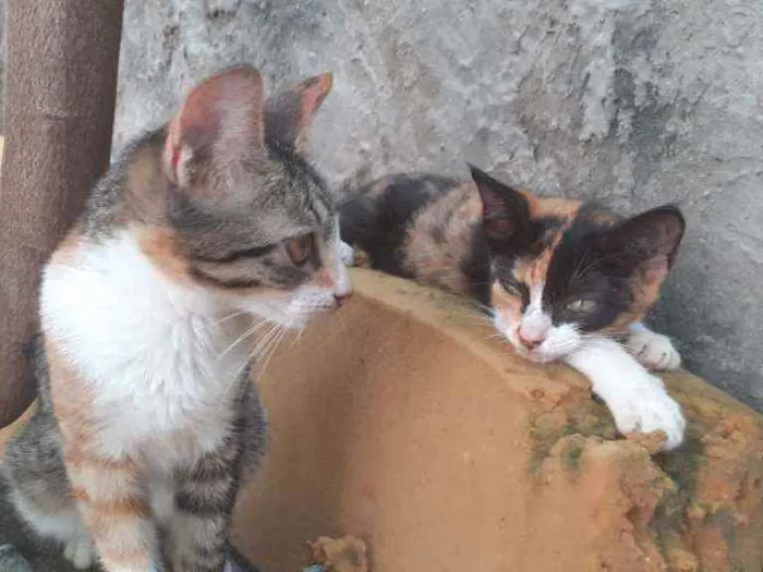 Gato ra a  idade 1 ano nome margarida, cinza, ra