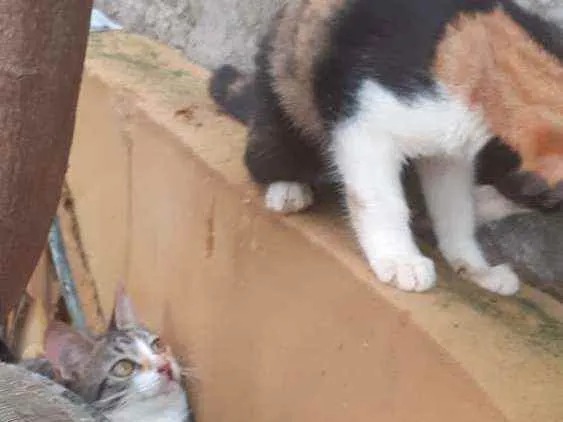 Gato ra a  idade 1 ano nome margarida, cinza, ra