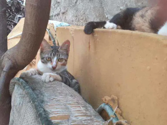 Gato ra a  idade 1 ano nome margarida, cinza, ra