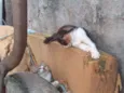 margarida, cinza, ra